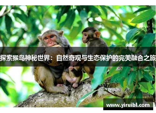 探索猴岛神秘世界：自然奇观与生态保护的完美融合之旅